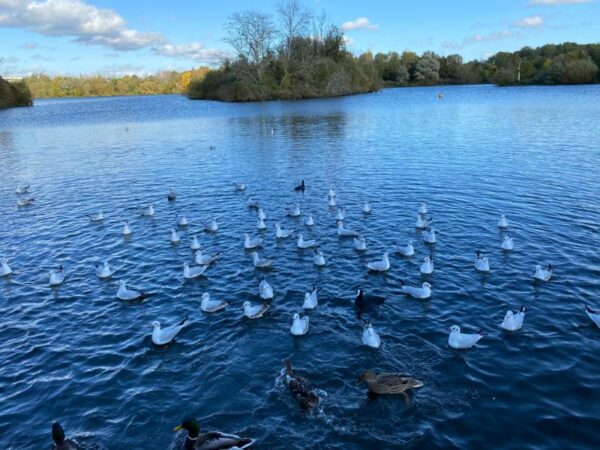 Ferry Meadows Boat Trip  Feeding the birds