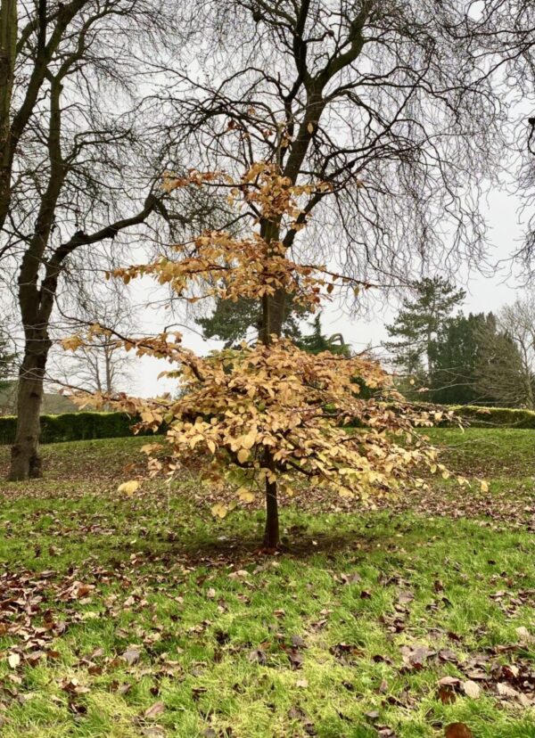 CentralPark AutumnTrees