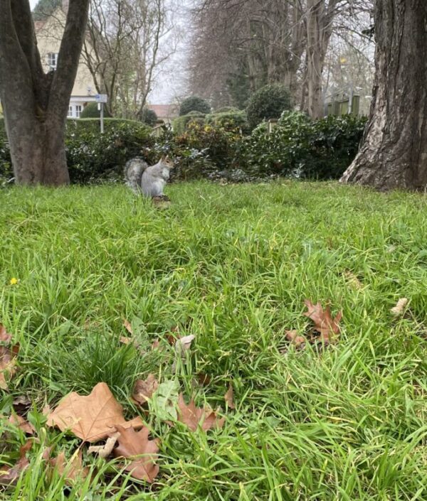 CentralPark Squirrel