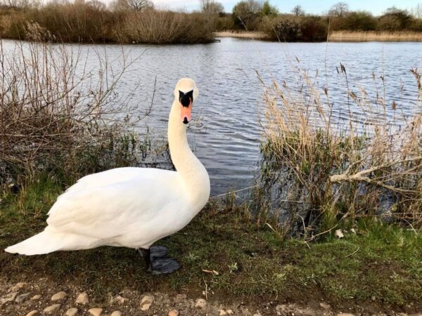 FerryMeadows swan