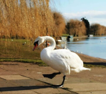 Elena Embankment 360x320