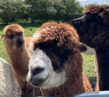 FlatlandsAlpacasVisit 8 360x320