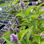 CandleMakingwithProjectAbundance (4)