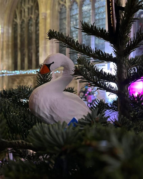 WeLovePeterboroghChristmasTree2025  (16)