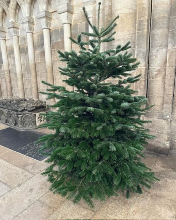 WeLovePeterboroghChristmasTree2025  (6)